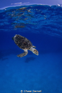 "Back to Work"
After a small breath up on the surface th... by Chase Darnell 